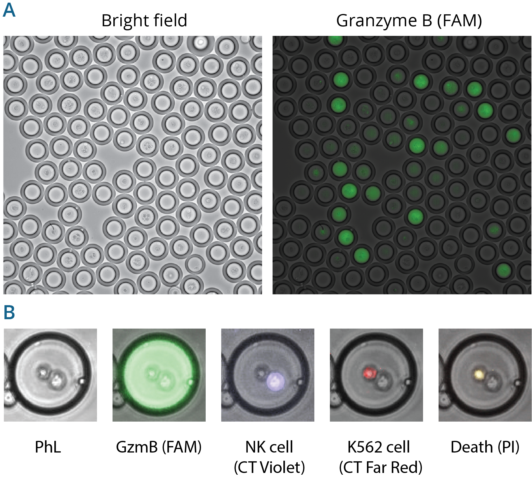  CARt cell - t cell - cancer cell- double emulsion - cell killing